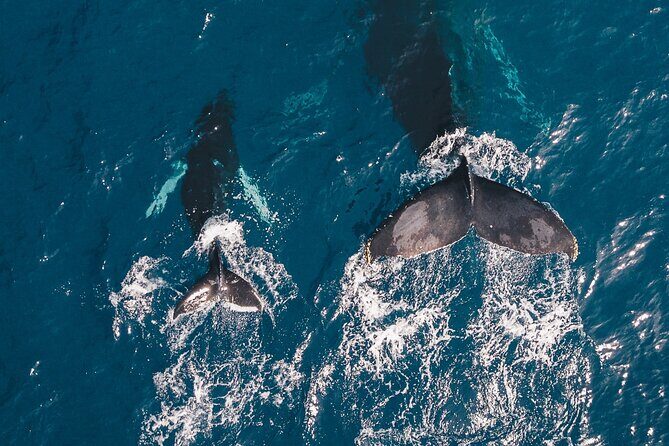 Whale Watching from Hikkaduwa with Pickup & Drop - An In-Depth Look at the Whale Watching Tour