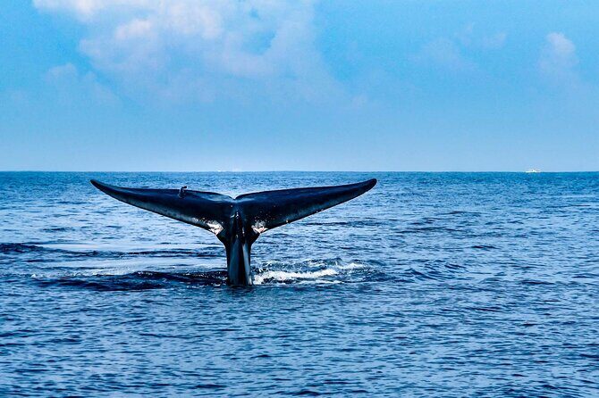 Whale Watching from Hikkaduwa with Pickup & Drop - Final Thoughts