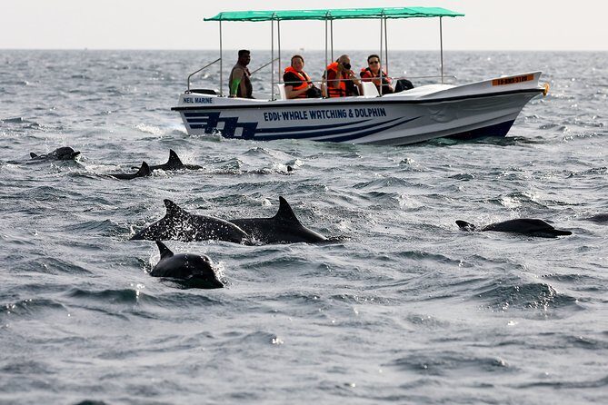 Whale Watching from Kalpitiya on Private Boat - What to Keep in Mind