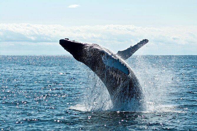 Whale Watching from Kalpitiya on Private Boat - Why This Tour Is Worth Considering