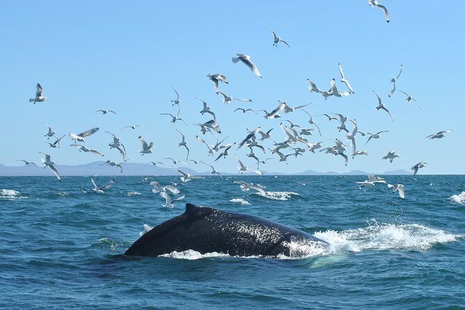 Whale Watching from the Heart of Akureyri - What to Expect on Your Whale Watching Tour