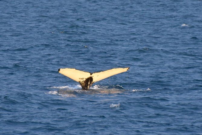 Whale Watching from the Heart of Akureyri - The Practicalities: Price, Group Size, and Booking