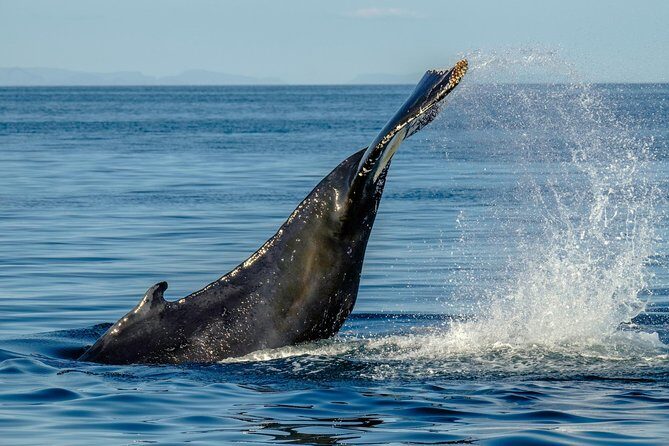 Whale Watching from the Heart of Akureyri - Authentic Experiences and Honest Feedback