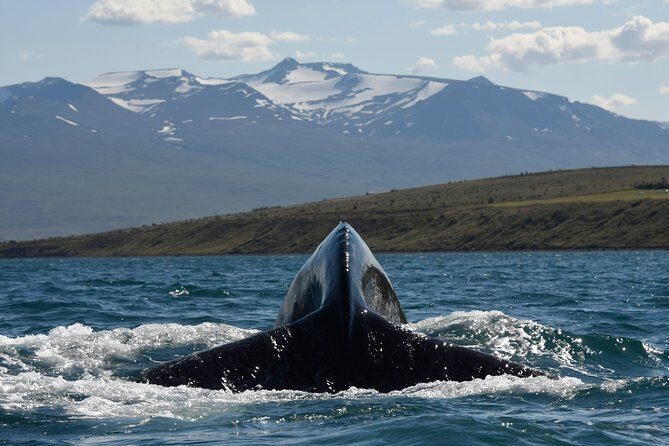 Whale Watching from the Heart of Akureyri - The Sum Up
