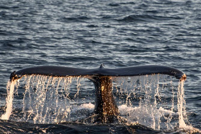 Whale Watching from the Heart of Akureyri - FAQ