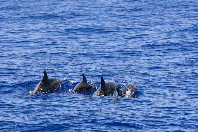 Whale Watching Galle with Pickup & Drop - Analyzing the Value: Is It Worth $80?