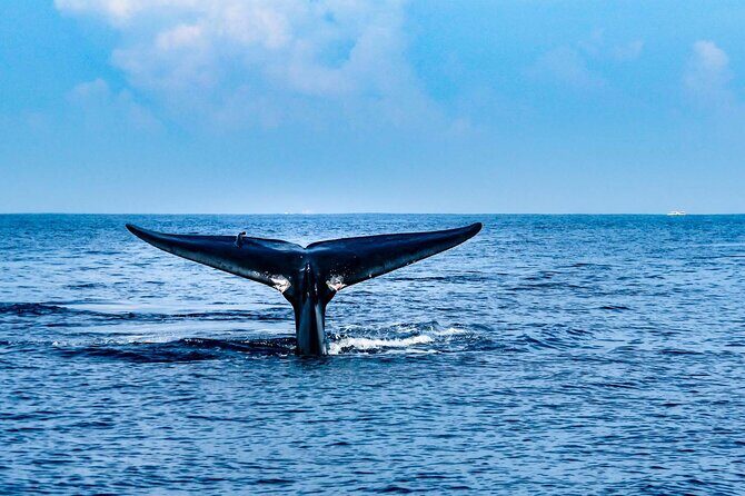 Whale Watching Galle with Pickup & Drop - Frequently Asked Questions