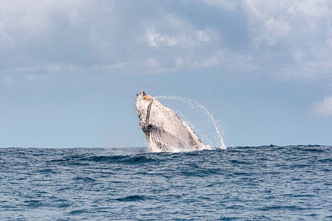 Whale Watching Gold Coast - The Experience: From Departure to Return