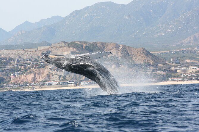 Whale Watching Group Tour in San Jose del Cabo - In-Depth Look at the Tour Experience