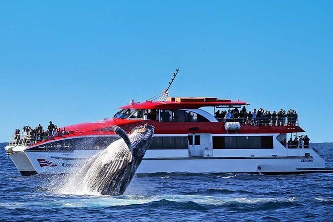 Whale Watching & Hop On Hop Off Sydney Harbour Explorer Cruise - Key Points