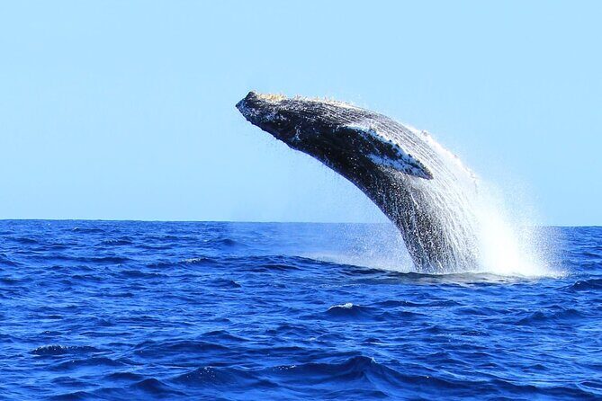 Whale Watching in Cabo San Lucas - Key Points
