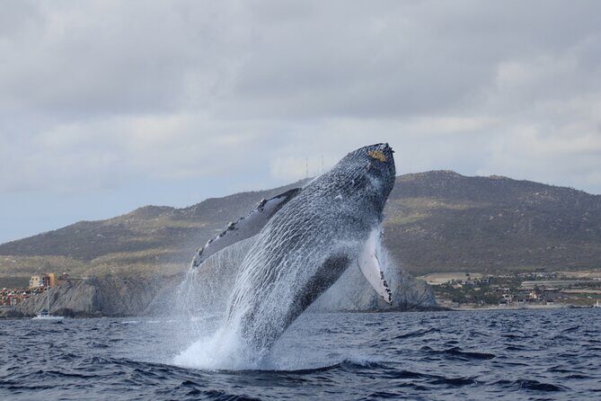 Whale Watching in Cabo San Lucas - An In-Depth Look at the Cabo Whale Watching Tour