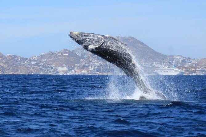 Whale Watching in Cabo San Lucas - Practical Tips for Your Whale Watching Adventure