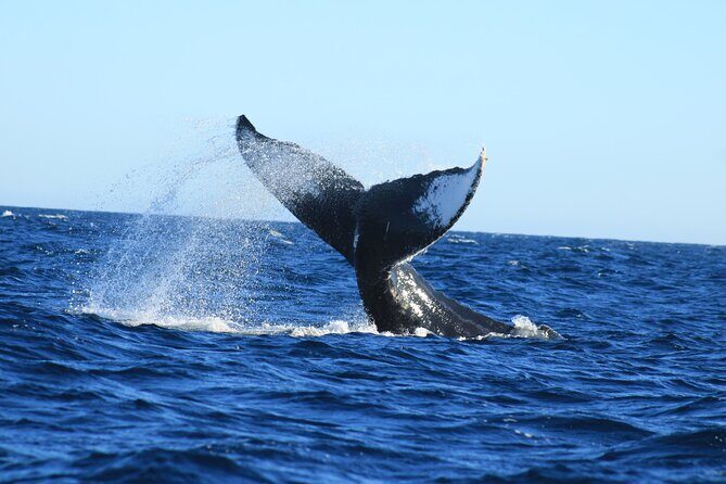 Whale Watching in Cabo San Lucas - The Sum Up