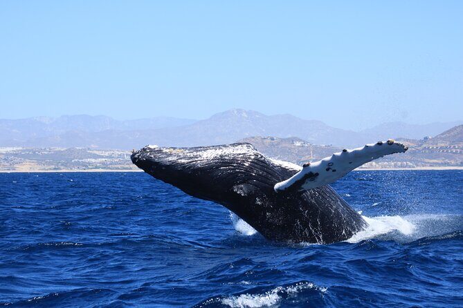 Whale Watching in Cabo San Lucas - FAQ