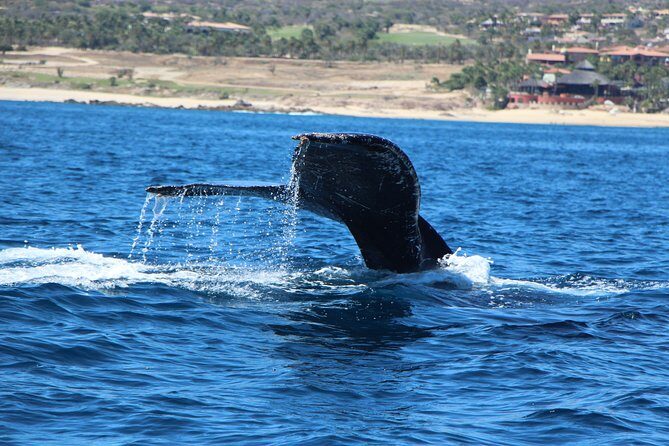 Whale Watching in Cabo San Lucas on board our Luxury Trimaran! - An In-Depth Look at the Whale Watching Tour