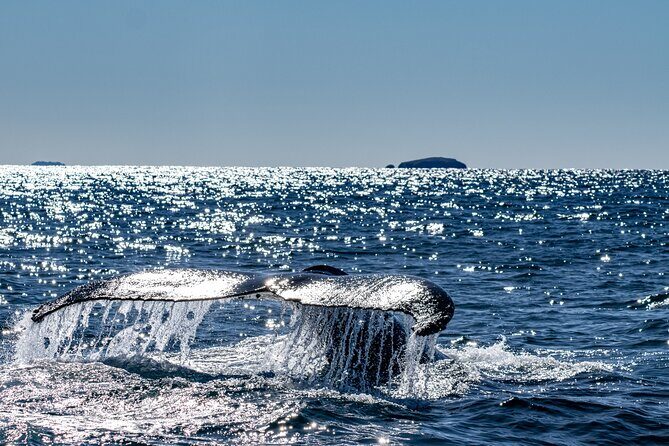 Whale Watching in Coffs Harbour - Practical Details and Considerations