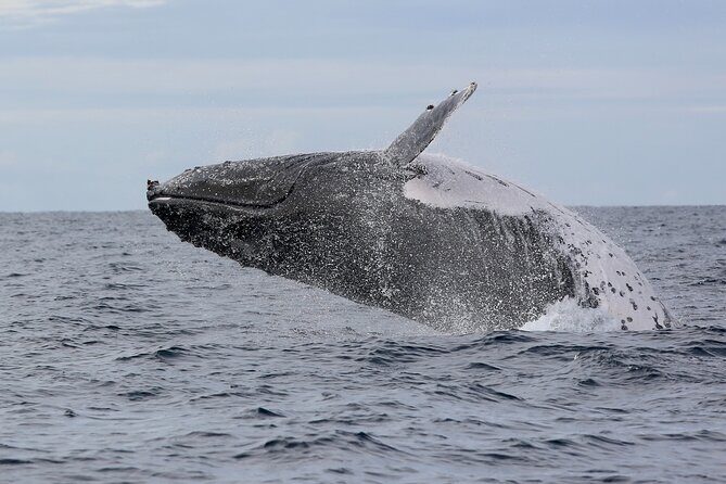 Whale Watching in Coffs Harbour - Final Thoughts