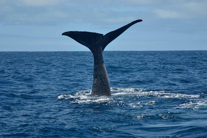 Whale Watching in Kaikoura by Boat - Key Points