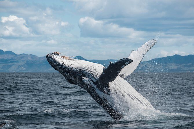 Whale Watching in Kaikoura by Boat - The Experience of Whale Watching in Kaikoura