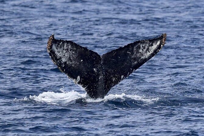 Whale Watching in Kona - The Sum Up: Who Should Book This?