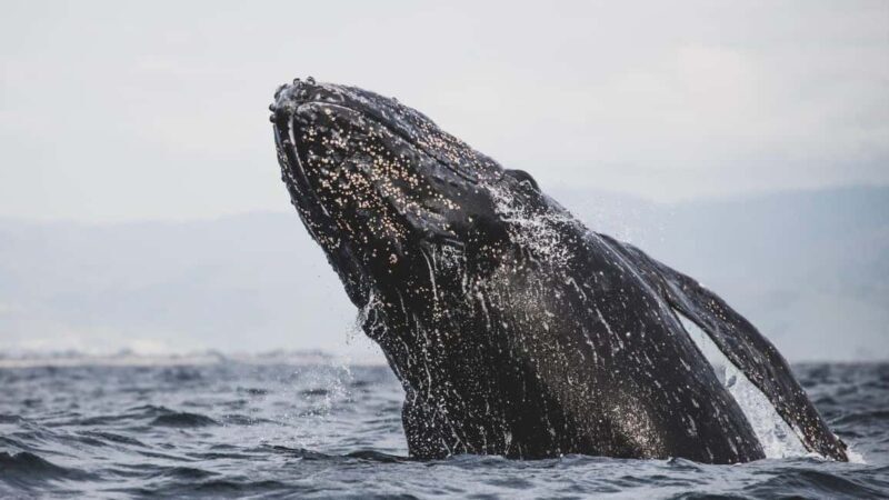 Whale Watching in La Paz Gray Whale Encounter - Key Points