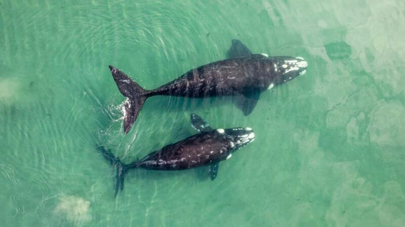 Whale Watching in La Paz Gray Whale Encounter - An Authentic Dive into Baja’s Whale Migration