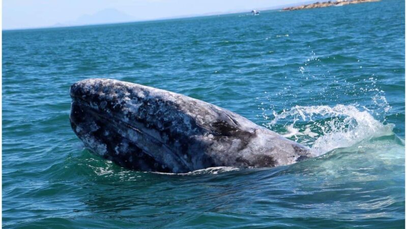 Whale Watching in La Paz Gray Whale Encounter - How the Itinerary Unfolds