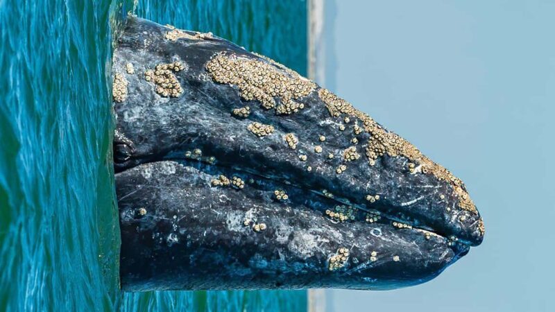 Whale Watching in La Paz Gray Whale Encounter - What’s Included and What to Consider