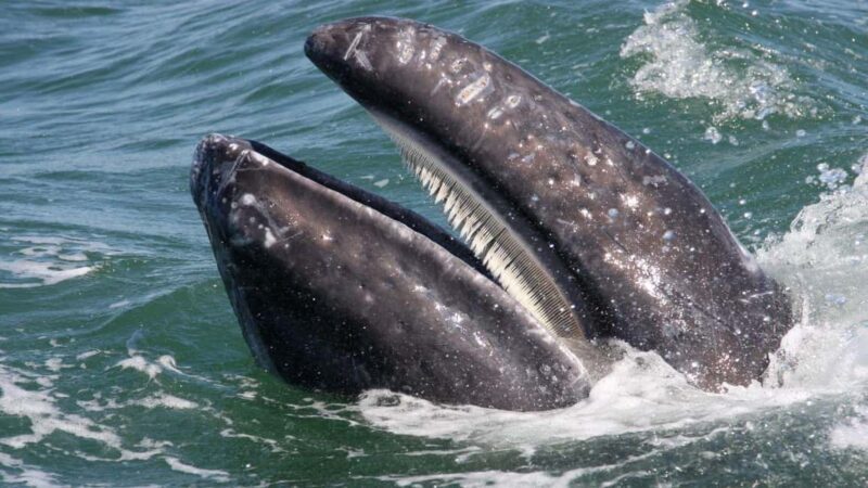 Whale Watching in La Paz Gray Whale Encounter - Transportation and Comfort