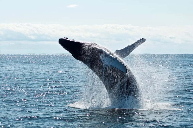 Whale Watching in La Paz Gray Whale Encounter - Final Thoughts: Is it Worth It?