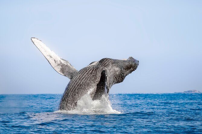 Whale Watching in Los Cabos  An Unforgettable Experience - Key Points