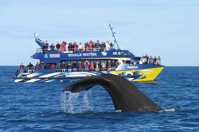 Whale watching in Mirissa from Colombo - Key Points