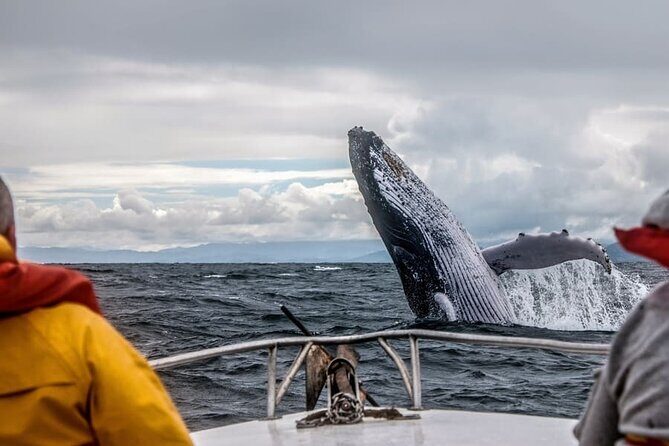 Whale watching in Mirissa from Colombo - What to Expect During the Marine Trip