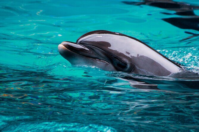 Whale watching in Mirissa from Colombo - FAQ