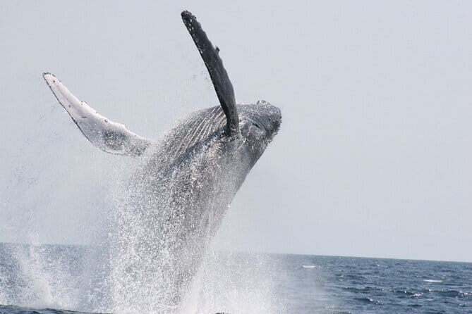 Whale Watching in Okinawa - Whale Watching in Okinawa: An Authentic Adventure with Stunning Marine Encounters