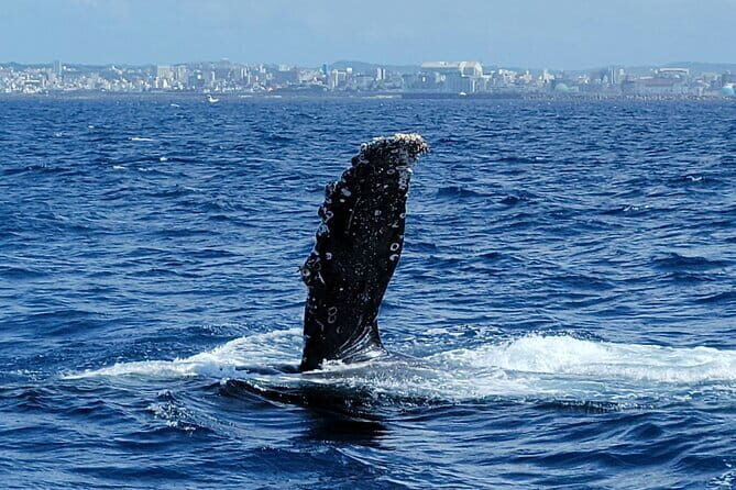 Whale Watching in Okinawa - Key Points