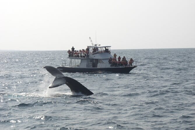 Whale Watching in Okinawa - FAQ