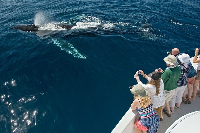 Whale Watching in Puerto Vallarta! - The Itinerary in Detail