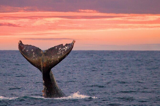 Whale Watching in Puerto Vallarta! - Is It Worth the Price?