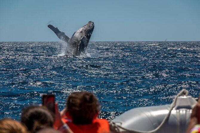 Whale Watching in Puerto Vallarta! - Who Should Consider This Tour?