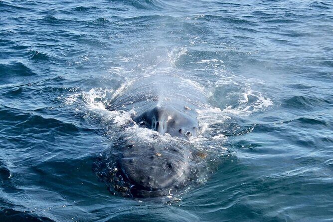 Whale Watching in Puerto Vallarta Bay - Introduction