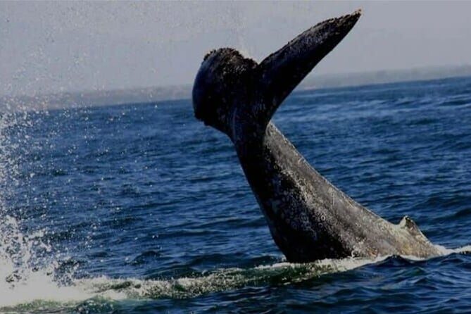 Whale Watching in Puerto Vallarta Bay - A Closer Look at the Experience