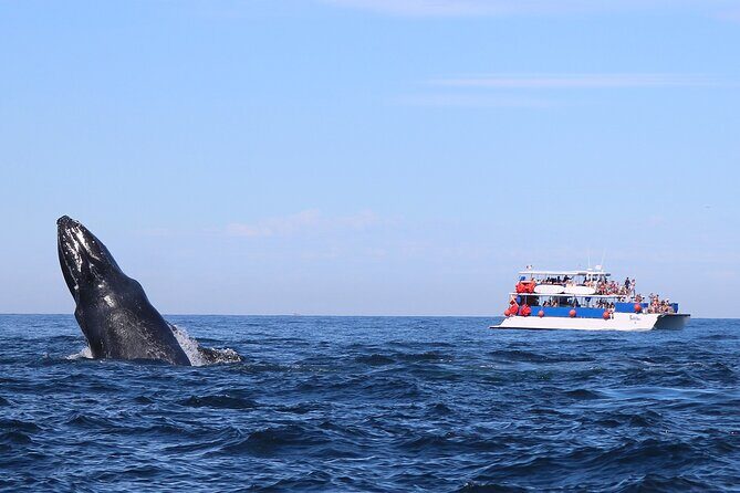 Whale Watching in Puerto Vallarta - Setting Off in Style: What to Expect on Your Whale Watching Day