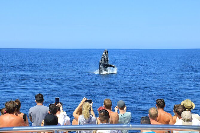 Whale Watching in Puerto Vallarta - FAQ
