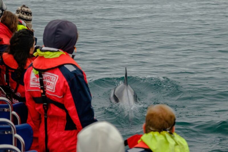 Whale Watching in Reykjavik by Speedboat - The Itinerary in Detail
