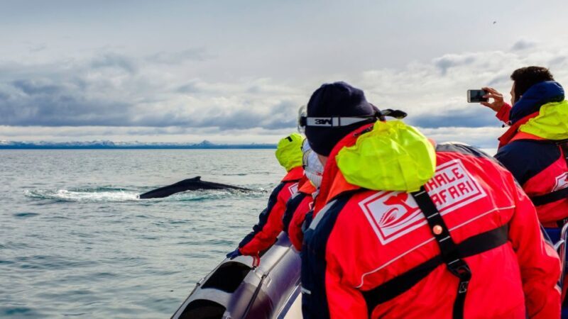 Whale Watching in Reykjavik by Speedboat - Practical Details & Tips