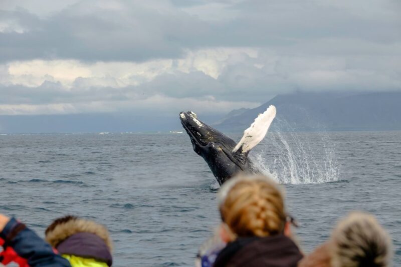 Whale Watching in Reykjavik by Speedboat - Authentic Feedback from Past Participants