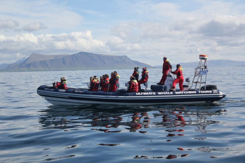 Whale Watching in Reykjavik by Speedboat - The Sum Up