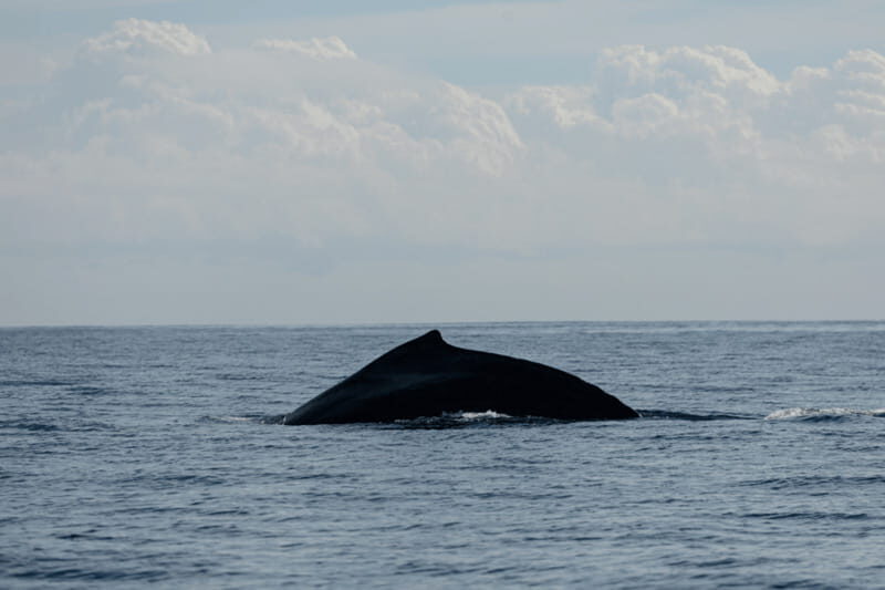 Whale Watching in San Jose del Cabo - Final Thoughts: Is It Worth It?